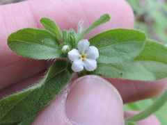 Lithospermum matamorense