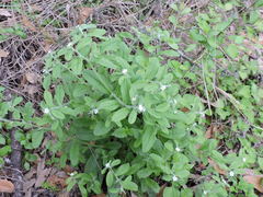Lithospermum matamorense