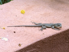 Tropidurus catalanensis