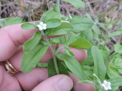 Lithospermum matamorense