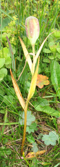 Fritillaria collina