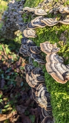 Trametes versicolor