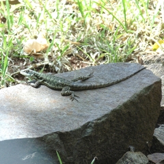 Tropidurus catalanensis