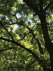 Sciurus niger