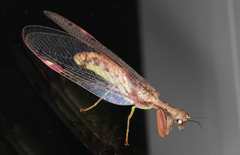 Ditaxis meridiei