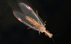Ditaxis meridiei