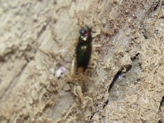Tetracha sobrina