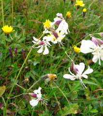 Silene saxatilis