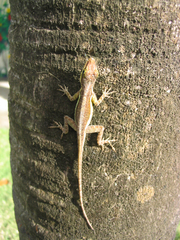 Anolis bimaculatus