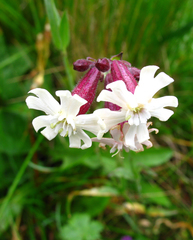 Silene ikonnikovii