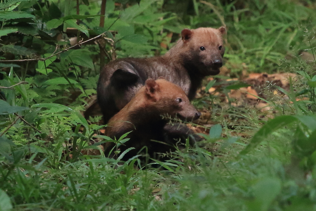 Bush Dog