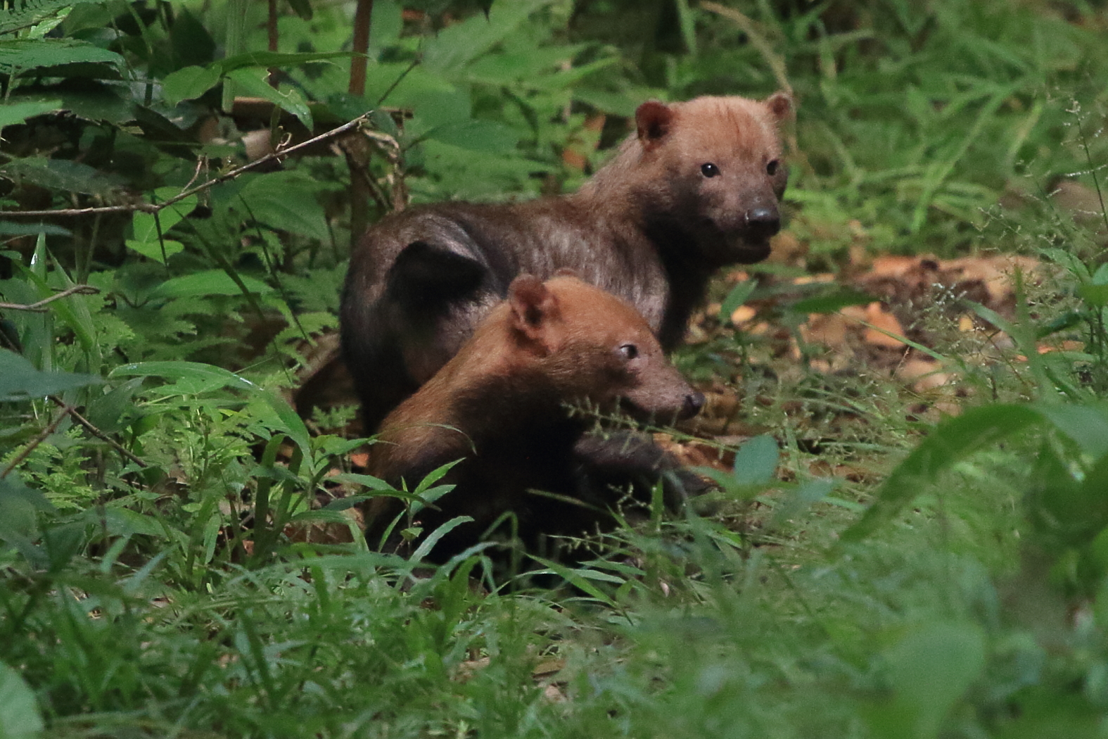 Bush Dog (Speothos venaticus) · iNaturalist