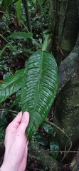 Philodendron obliquifolium
