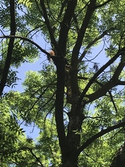 Sciurus niger