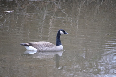 Branta canadensis
