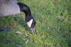 Branta canadensis