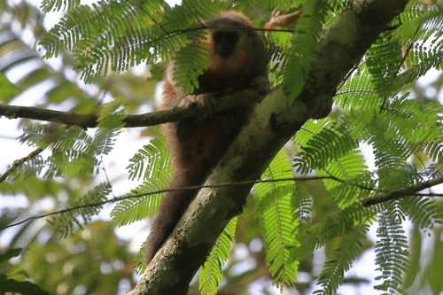 Vieira's Titi