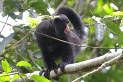 White-Nosed Saki photo 5