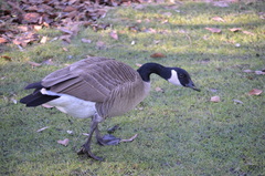 Branta canadensis