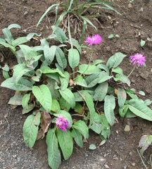 Psephellus paucilobus