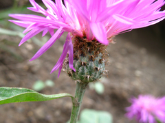 Psephellus paucilobus