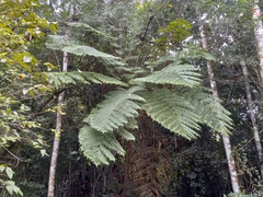 Cyathea arborea