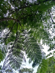 Cyathea arborea