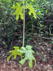 Stigmaphyllon angulosum