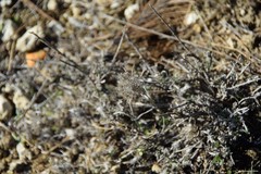 Atractylis cancellata