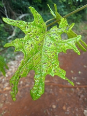 Stigmaphyllon angulosum