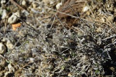 Atractylis cancellata