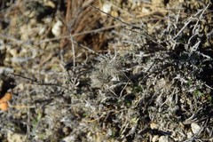 Atractylis cancellata