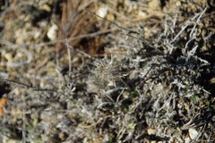 Atractylis cancellata