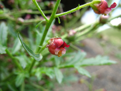 Scrophularia variegata