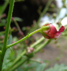 Scrophularia variegata