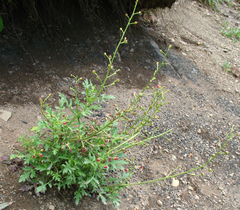 Scrophularia variegata