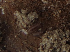 Littorophiloscia