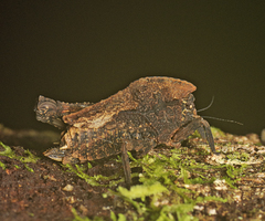 Vingselina crassa