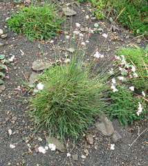 Dianthus daghestanicus