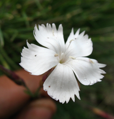 Dianthus daghestanicus