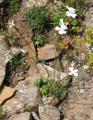 Dianthus daghestanicus