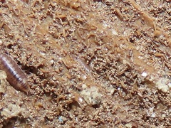 Littorophiloscia