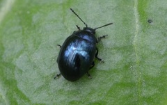 Phaedon cochleariae