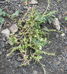 Alliaria taurica