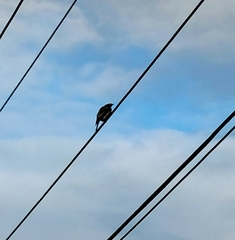 Sphecotheres vieilloti