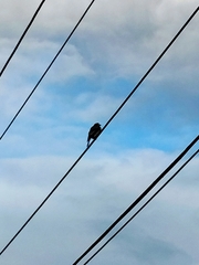 Sphecotheres vieilloti