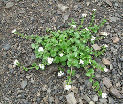 Alliaria taurica