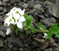 Alliaria taurica