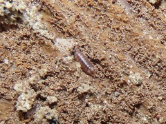 Littorophiloscia
