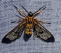 Pheia